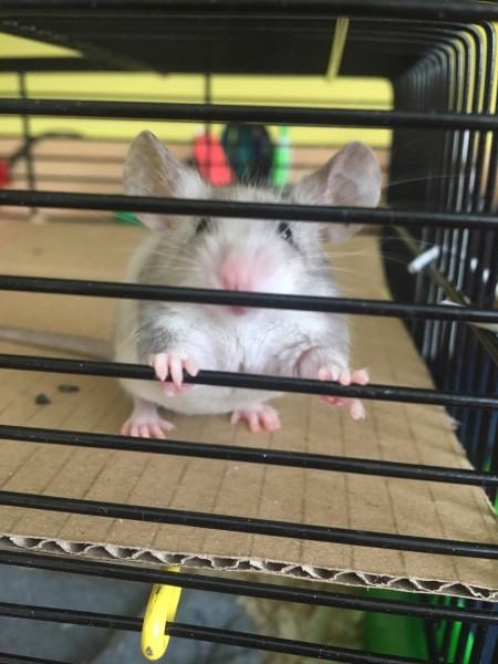 Hugo2